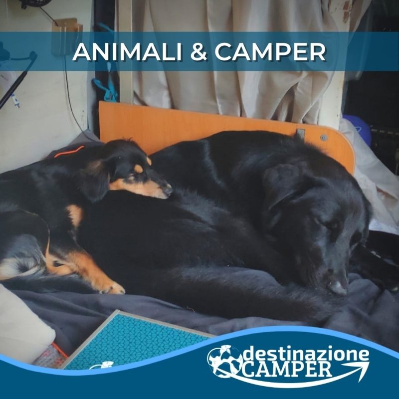 ANIMALI & CAMPER