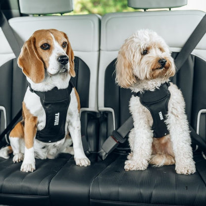 thule cappy due cani